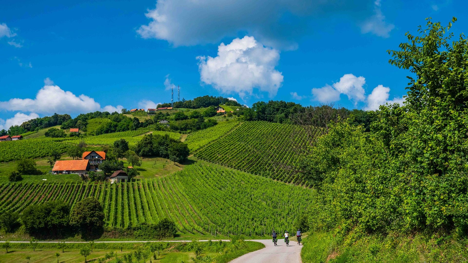 Fotografija treh kolesarjev, ki kolesarijo po cesti, obdani z vinogradi.